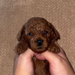 Blue - Red  male Goldendoodle puppy in Altadena, California from Dena Hills