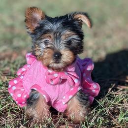 Yorkshire Terriers from Forever Yourkies 🐾