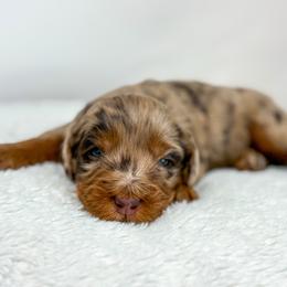 Latte - Chocolate merle female Bernedoodle puppy in Fleming, Colorado from Vandenbark Doodles