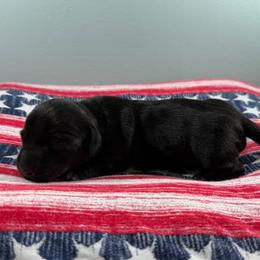 Raven - Black female Dachshund puppy in Live Oak, Florida from Johnson’s Weiner Farm