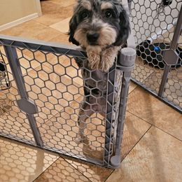 Indy - Aussiedoodle