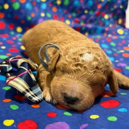 Greg - Red  male Goldendoodle puppy in Camden, North Carolina from Oopsie Doodles of NC