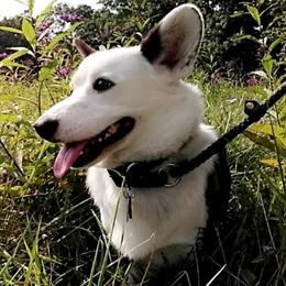 Cardigan Welsh Corgis from Old Iron Farm