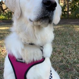 Golden Retriever All Grown Up from Vicki Wall's Golden Retrievers