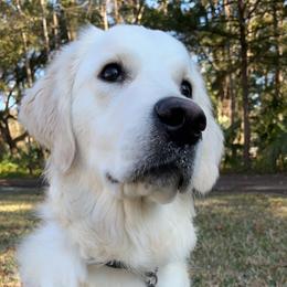 Golden Retriever All Grown Up from Vicki Wall's Golden Retrievers