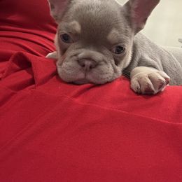 French Bulldog Puppies from Your Utah Frenchie
