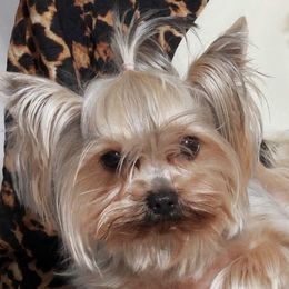 Mila - Yorkshire Terrier