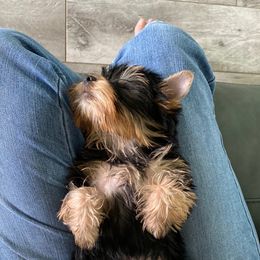 Yorkshire Terrier Puppies from Bricriu Kennels, Reg.