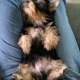 Yorkshire Terrier Puppies from Bricriu Kennels, Reg.