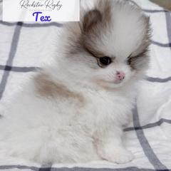 Tex - Blue sable male Pomeranian puppy in Morgan, Utah from Rockstar Rigby Pomeranians
