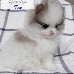 Tex - Blue sable male Pomeranian puppy in Morgan, Utah from Rockstar Rigby Pomeranians