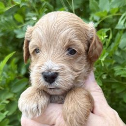 Angle - Red  male Goldendoodle puppy in Tucson, Arizona from Adored Poodle & Doodles