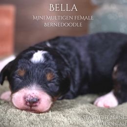Bella - Bernedoodle puppy from Starlight Bernedoodles