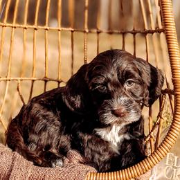 Blanton - Chocolate male Australian Labradoodle puppy in Decatur, Alabama from Southern Meadows Doodles