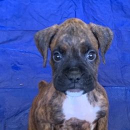 Boxers from Ponderosa Boxers