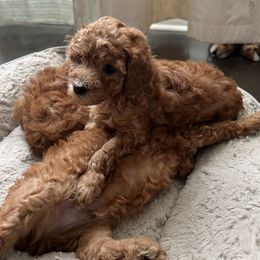 Poodle Puppies from Polina Walker's Poodles