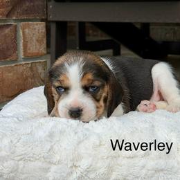 Waverley - Black white and tan female Beagle puppy in Mansfield, Missouri from Rippee Creek Kennel