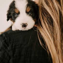 Bernese Mountain Dog Puppies from Swiss Mountain Bernese