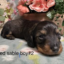 Red Sable 2 - Sable male Dachshund puppy in Alice, Texas from Crimson’s longhair Dachshunds
