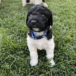 Australian Labradoodle Puppies from Lokal Labradoodles