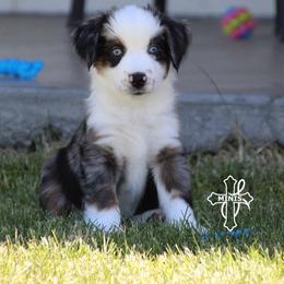 Glacier - Blue merle male Miniature American Shepherd puppy in Elgin, Oregon from Cross L Miniature American Shepherds