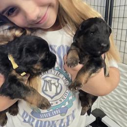 German Shepherd Puppies from Elite Von Haus German Shepherds