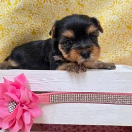 Thelma - Blue and gold female Yorkshire Terrier puppy in Monticello, Iowa from Ashley’s Puppies