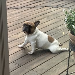 French Bulldog Puppies from Dreamabuls French Bulldogs