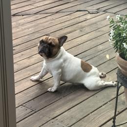 French Bulldog Puppies from Dreamabuls French Bulldogs