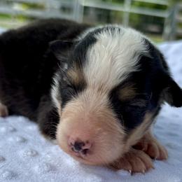 Lily - Black tri-color female Australian Shepherd puppy in Bunnell, Florida from Royal Biewer and Royal Aussies