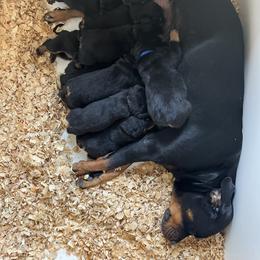 Rottweiler Puppies from Vom Arnold-Hause Rottweilers