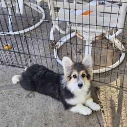 Mr fluff - Black and tan Pembroke Welsh Corgi puppy in Payson, Utah from Blue Moon Farms