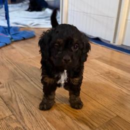 Izzy - Tri-color female Cavapoo puppy in West Olive, Michigan from House of Cavapoos