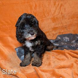 Slate - Black and white male Cockapoo puppy in Sunset, Louisiana from Cano Cockapoos