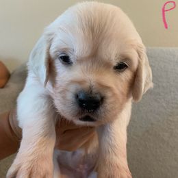 Female Pick 2 - Light golden female Golden Retriever puppy in Litchfield Park, Arizona from Phoenix Golden Retriever