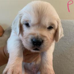 Female Pick 2 - Light golden female Golden Retriever puppy in Litchfield Park, Arizona from Phoenix Golden Retriever