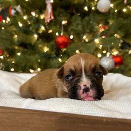 Boxer Puppies from Triple W Boxers