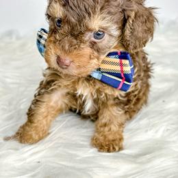 Boy 2 - Phantom male Poodle puppy in Flint, Michigan from Anytime Doodles