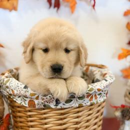 Ms Yellow - Golden female Golden Retriever puppy in Overton, Nevada from Sinfully Sweet Kennel