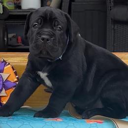 Miracle City Blue - Black male Cane Corso puppy in Conroe, Texas from Miracle City