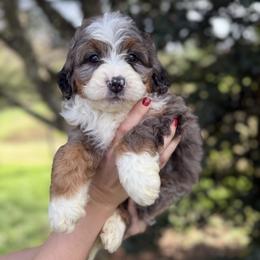 Marble - Blue merle female Bernedoodle puppy in Ashland, Kentucky from Still Waters Farm