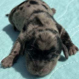 Boy 1 - Dapple male Dachshund puppy in Columbiana, Alabama from Tonya's Dachshunds