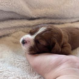 Ruby - Red female Cavapoo puppy in Brandenburg, Kentucky from Bluegrass River Newfoundlands