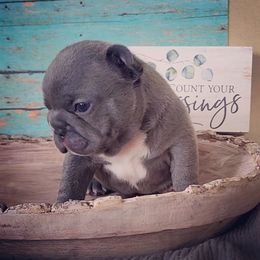 French Bulldog Puppies from PHP's Starbulls