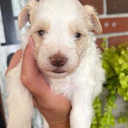 Wheaton Parti - Wheaten male Miniature Schnauzer puppy in Hillsville, Virginia from Valley View Schnauzers
