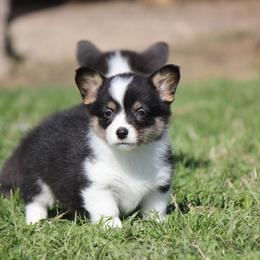 American Corgi, French Bulldog, and Pembroke Welsh Corgi Puppies from Moonstone Corgis & Frenchies
