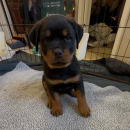 Pink collar female - Black and mahogany female Rottweiler puppy in Birmingham, Alabama from K&B Rotts