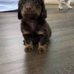 Dachshund Puppies from Johnson’s Weiner Farm