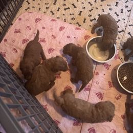 Girl 1 - Red  female Poodle puppy in Canterbury, Connecticut from Diamonds in the Sky