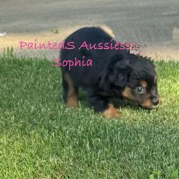Sophia - Black tri-color female Australian Shepherd puppy in Tennessee from PaintedS Aussies